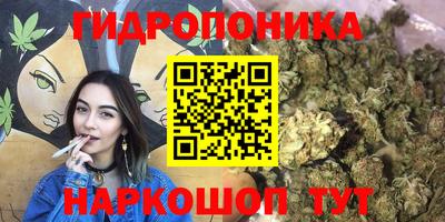 крисы Шебекино
